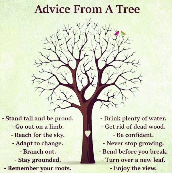 advice from a tree